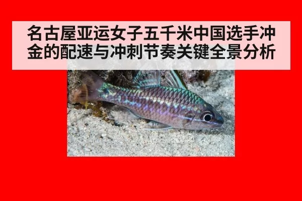 名古屋亚运女子五千米中国选手冲金的配速与冲刺节奏关键全景分析
